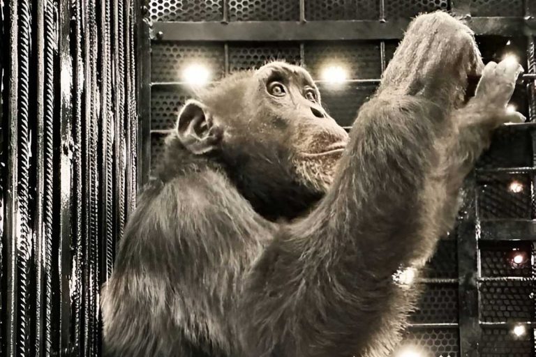 Último chimpanzé em cativeiro da Colômbia chega a santuário no Brasil | Mundo & História