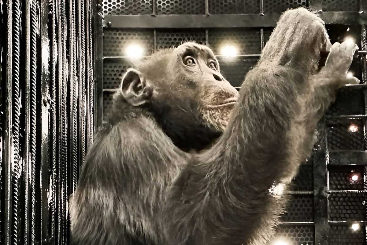 Último chimpanzé em cativeiro da Colômbia chega a santuário no Brasil