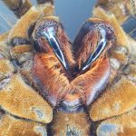 A maior aranha do mundo é do tamanho de um prato de sopa | Mundo & História
